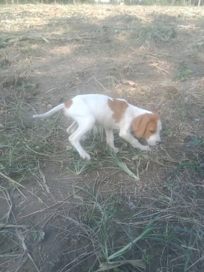 English pointer male puppy