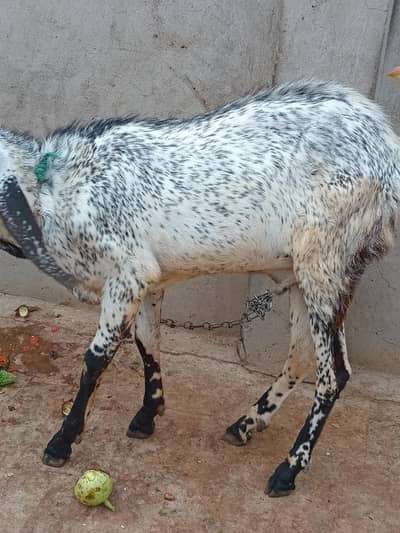 bakra for sale