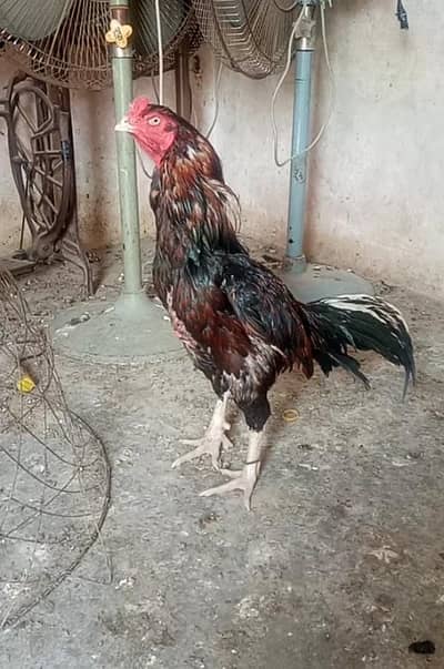 mianwali aseel