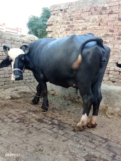 jhothy dosra soa Sath kata dhod 11 kg 7 Dan ki soi hi