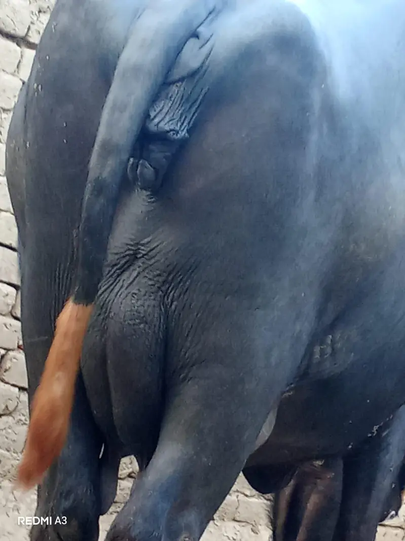jhothy dosra soa Sath kata dhod 11 kg 7 Dan ki soi hi — photo 2