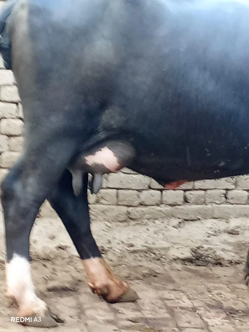 jhothy dosra soa Sath kata dhod 11 kg 7 Dan ki soi hi — photo 3