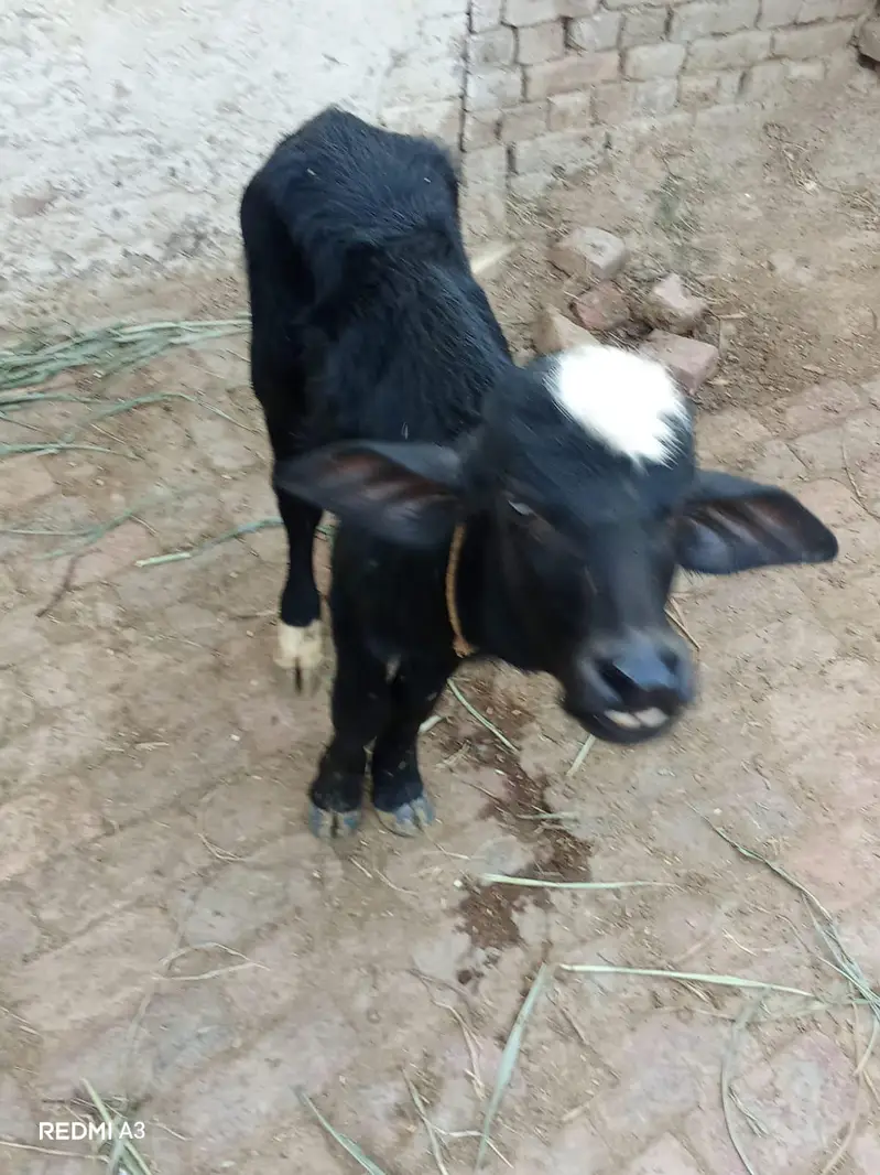 jhothy dosra soa Sath kata dhod 11 kg 7 Dan ki soi hi — photo 4
