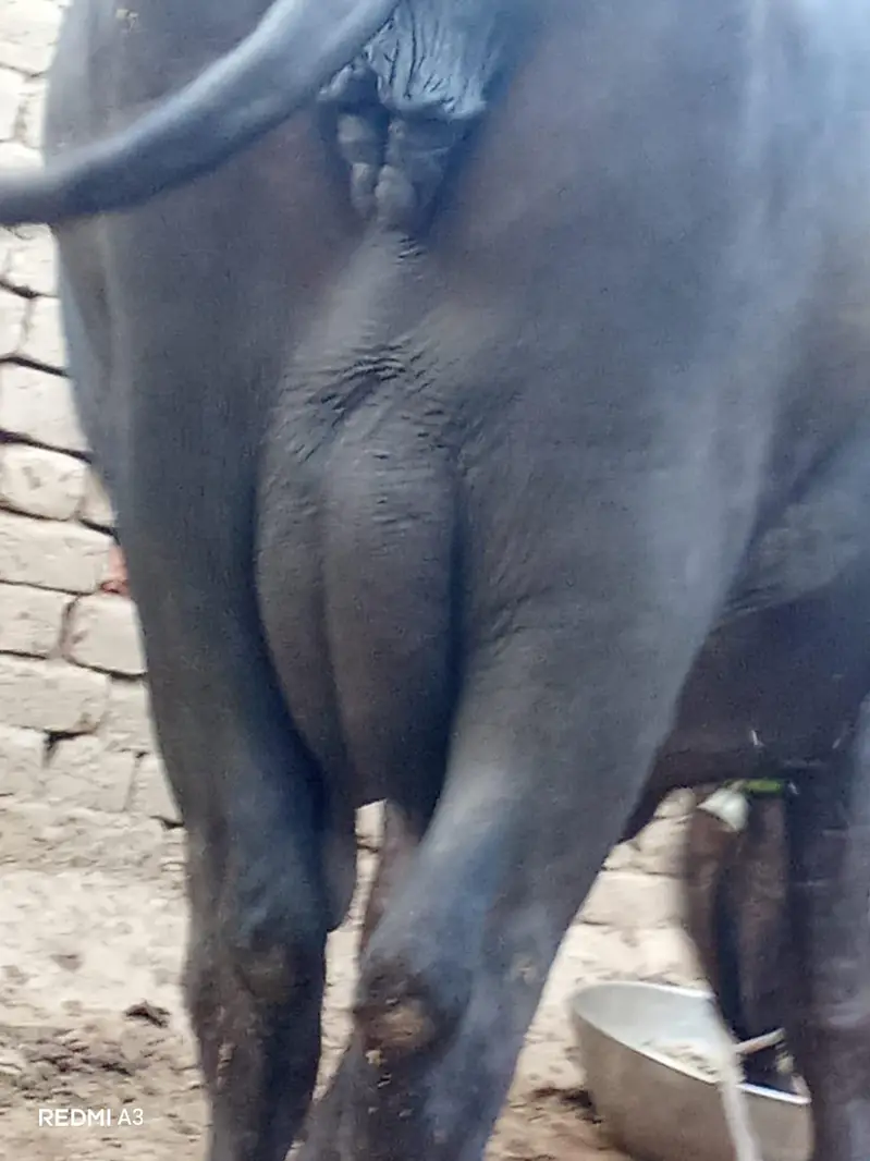 jhothy dosra soa Sath kata dhod 11 kg 7 Dan ki soi hi — photo 5