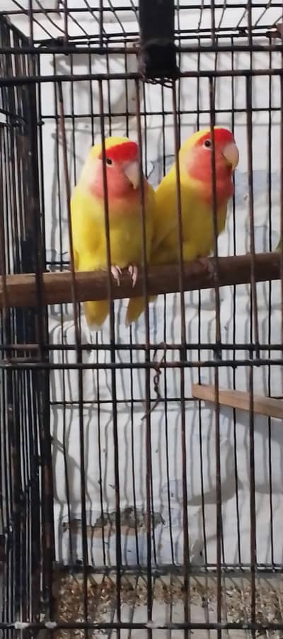 love birds in yellow color. near wah only