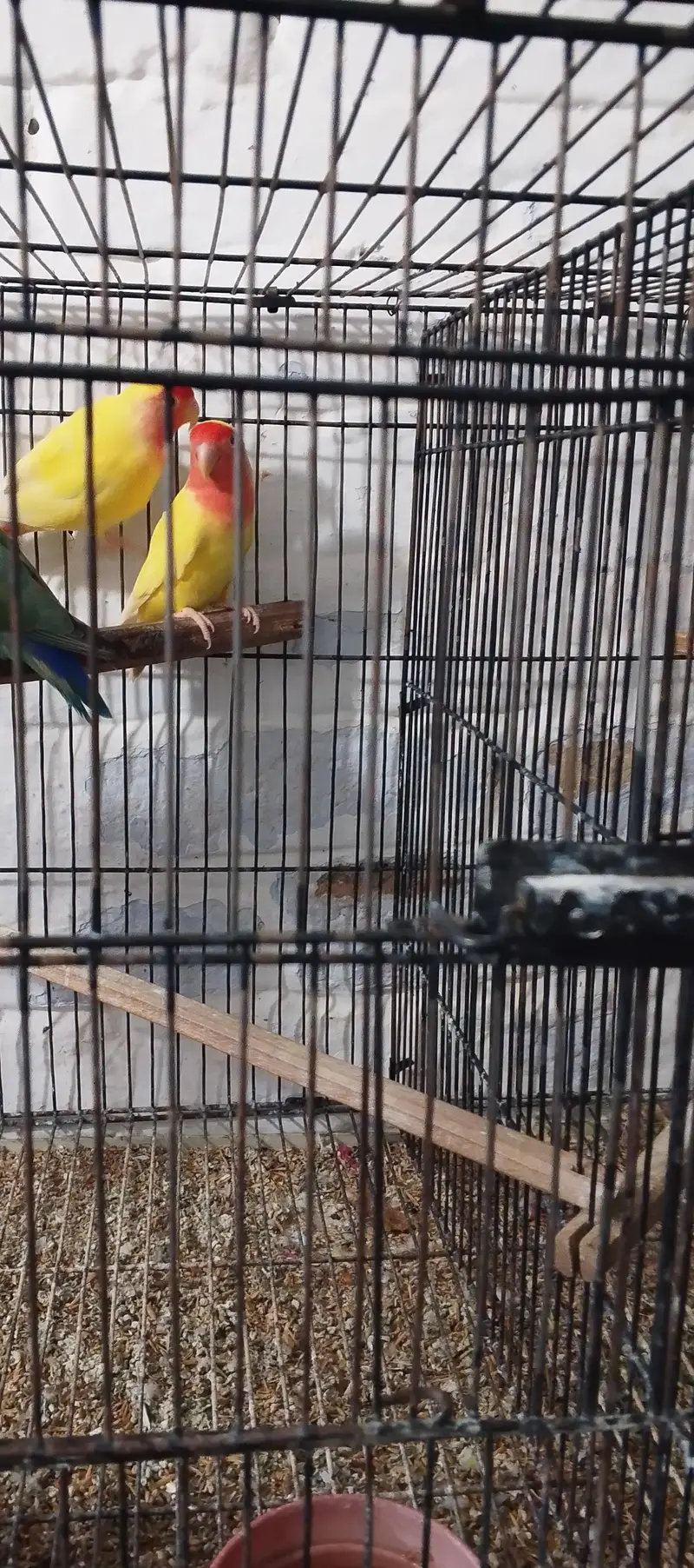 love birds in yellow color. near wah only Latino pair for 2000 PKR — photo 2