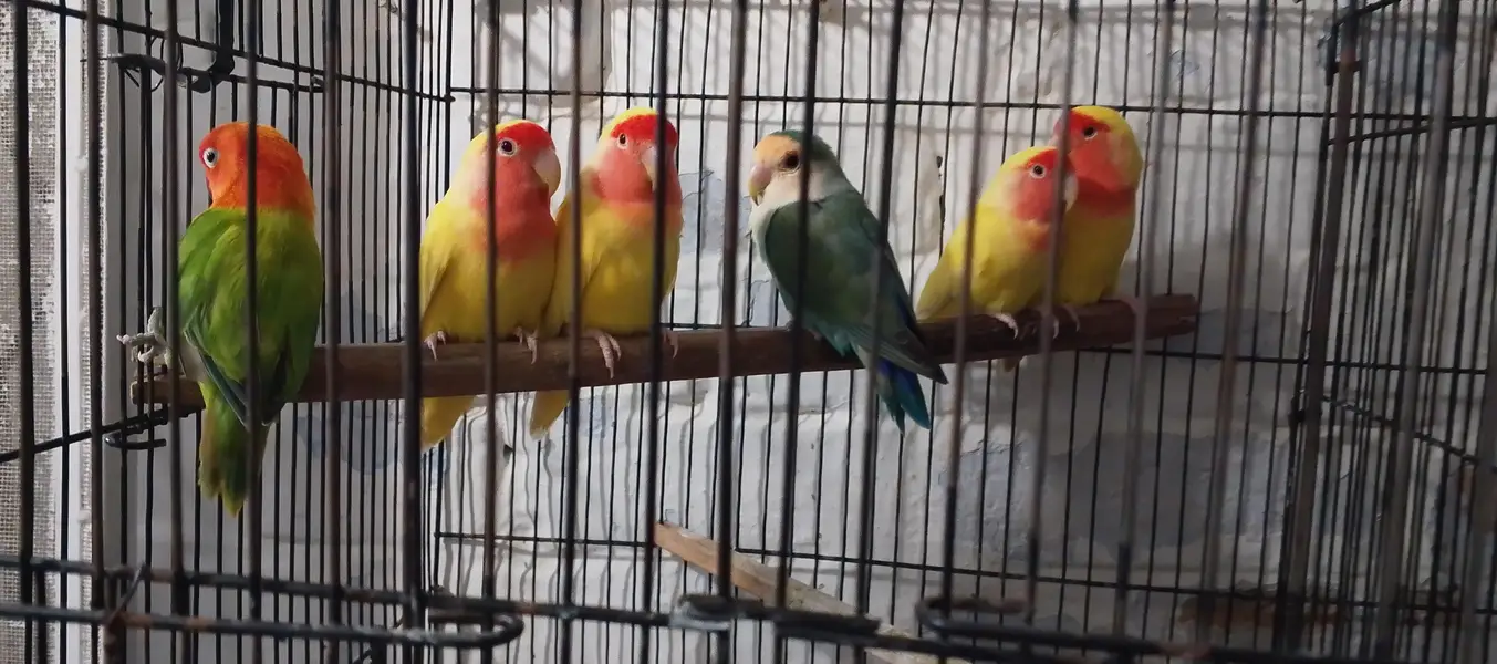 love birds in yellow color. near wah only Latino pair for 2000 PKR — photo 3