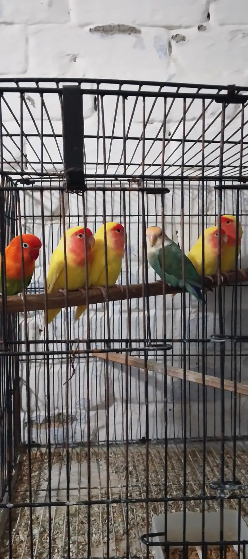 love birds in yellow color. near wah only Latino pair for 2000 PKR — photo 4