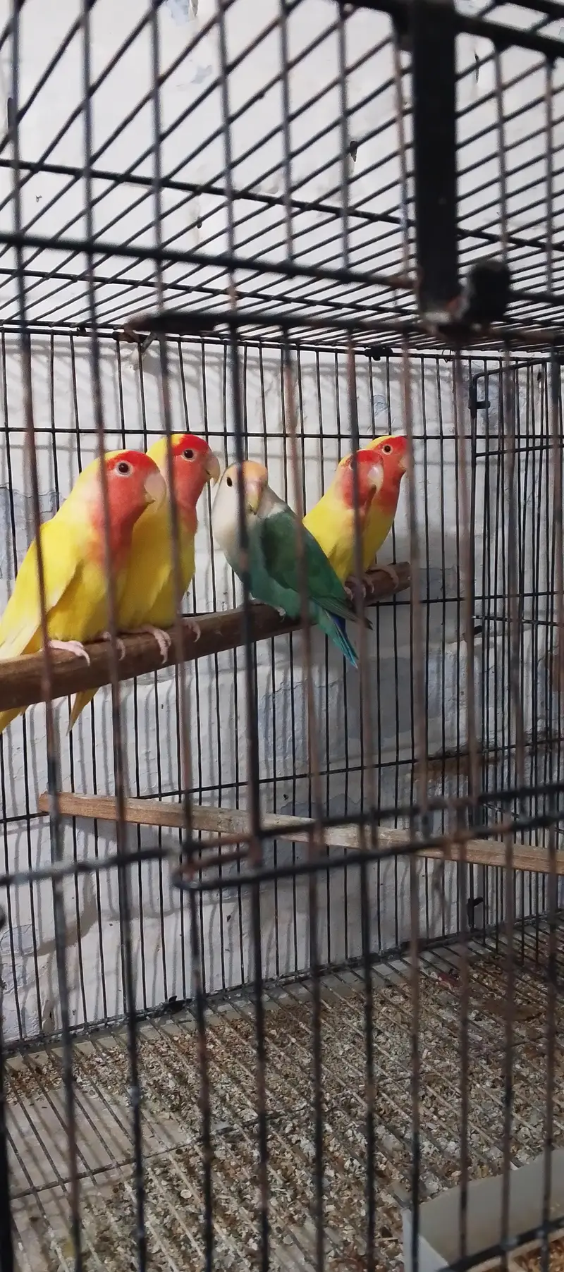 love birds in yellow color. near wah only Latino pair for 2000 PKR — photo 5