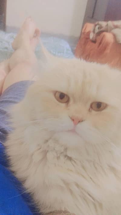 Cats for sale