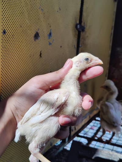 Aseel Heera chicks