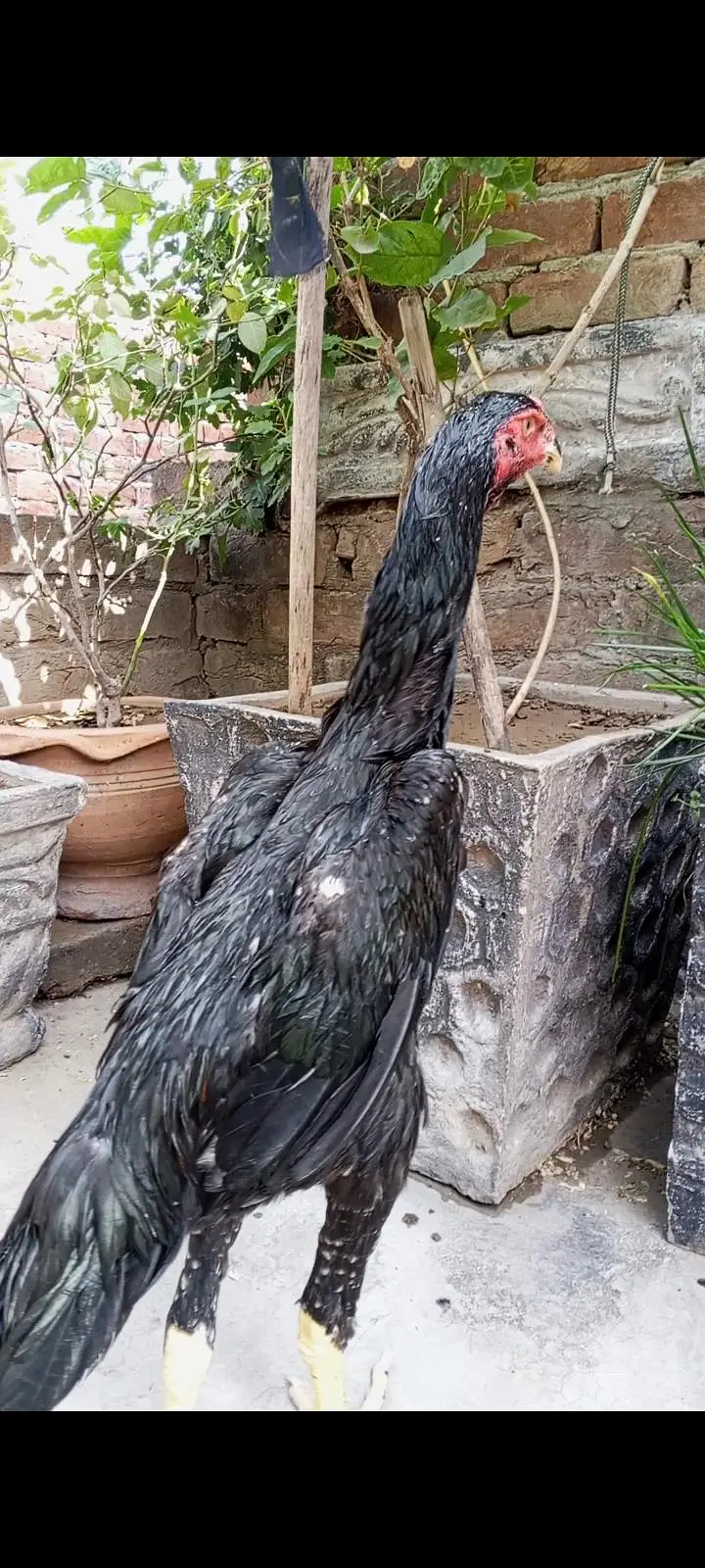 Black japanese oh shamo pathy pathiya/ Black Shamo breeder female — photo 2