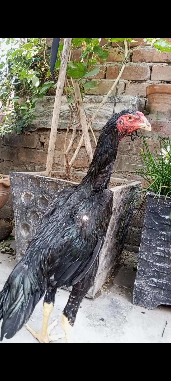 Black japanese oh shamo pathy pathiya/ Black Shamo breeder female — photo 3