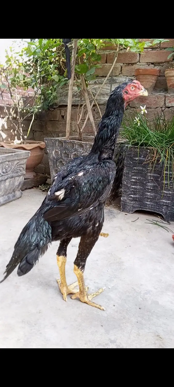 Black japanese oh shamo pathy pathiya/ Black Shamo breeder female — photo 5