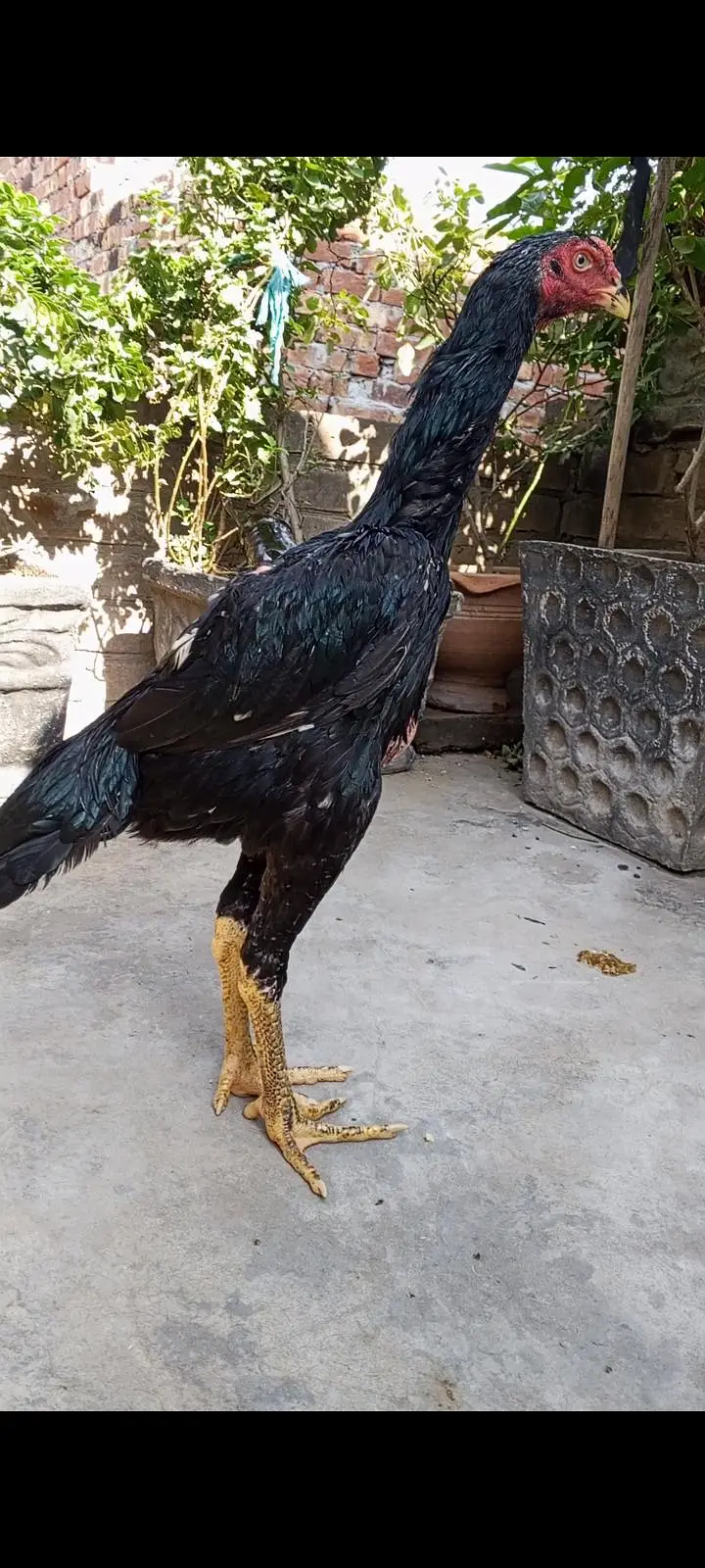 Black japanese oh shamo pathy pathiya/ Black Shamo breeder female — photo 6