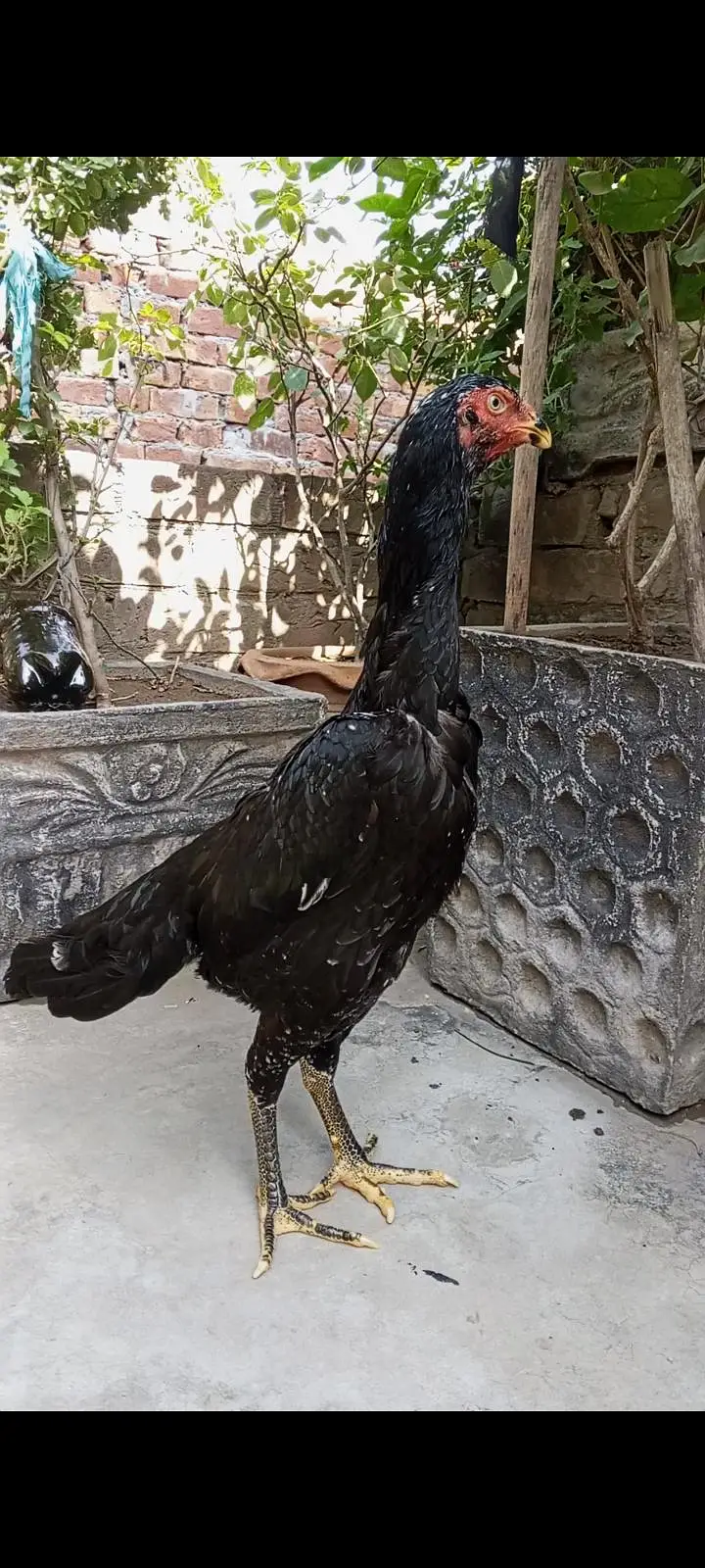 Black japanese oh shamo pathy pathiya/ Black Shamo breeder female — photo 12