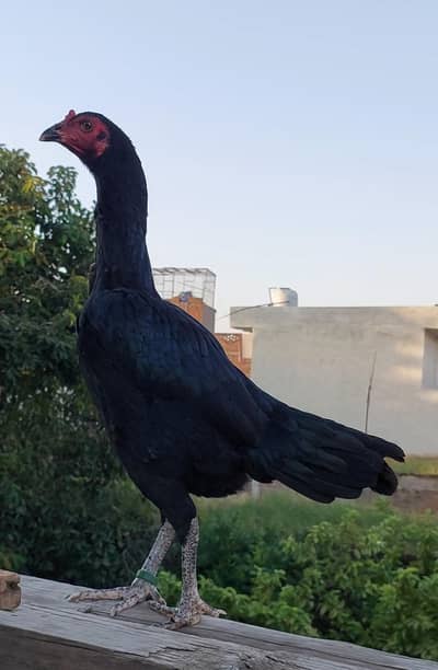 Parmoz Aseel Female