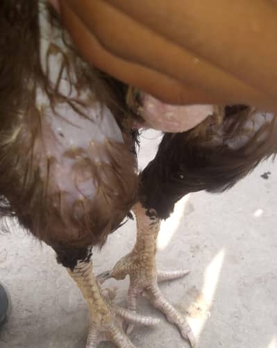 Breeder Aseel Murga