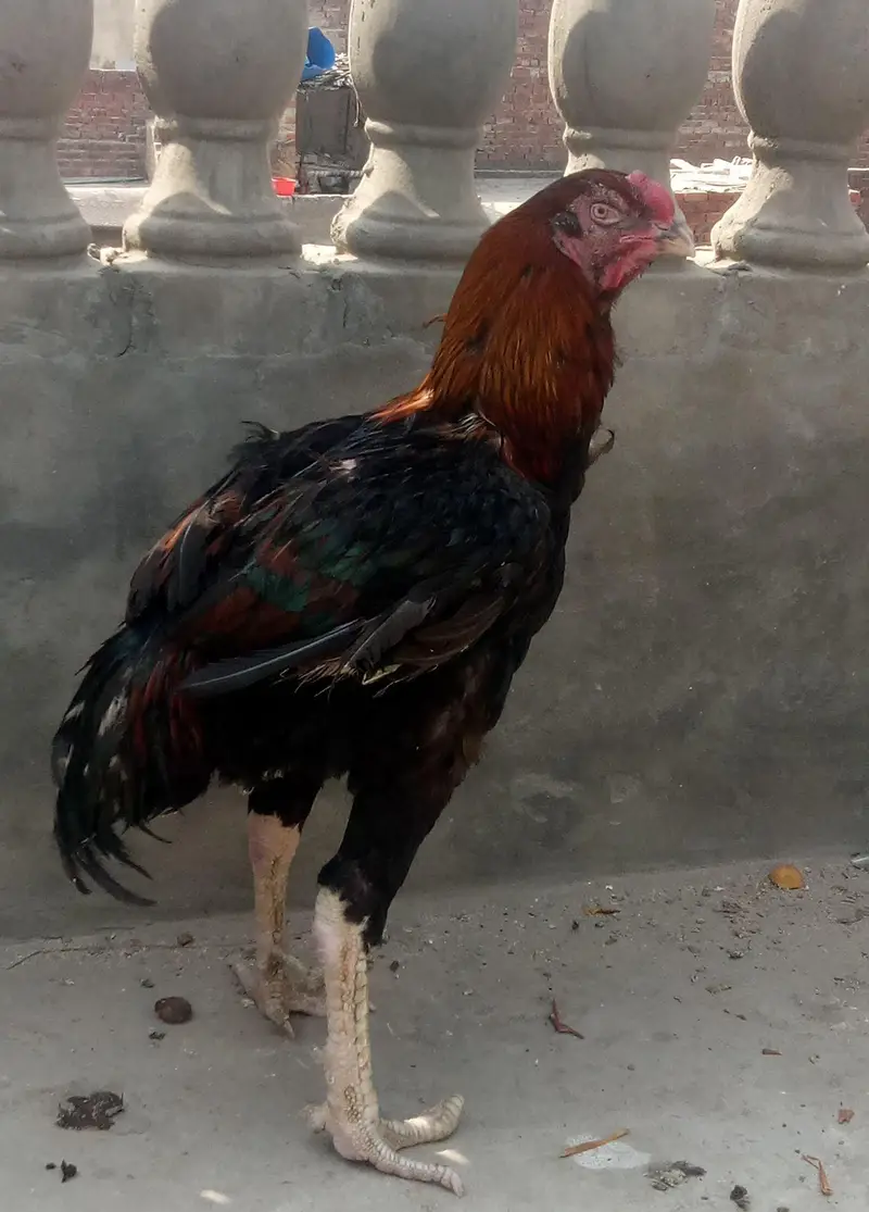 Breeder Aseel Murga — photo 2