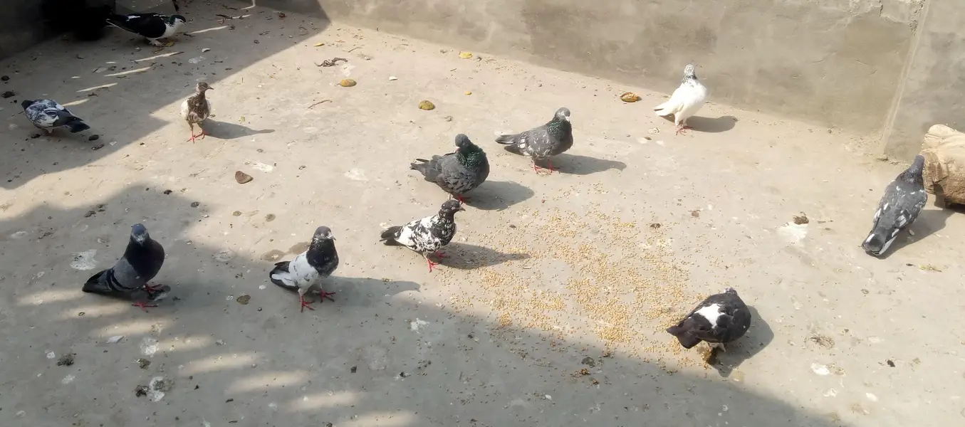 Breeder Aseel Murga — photo 3