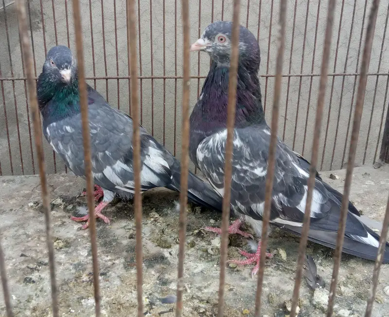 Breeder Aseel Murga — photo 4