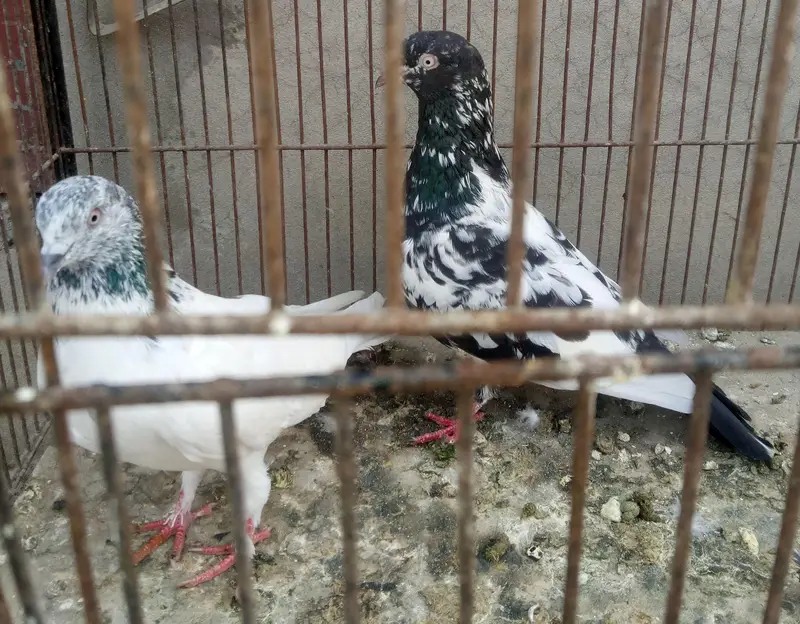 Breeder Aseel Murga — photo 5
