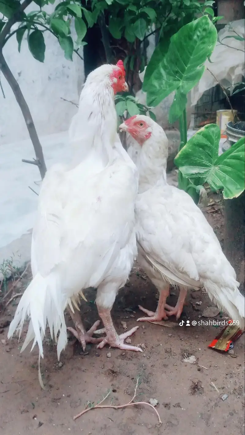 aseel Paperwhite hera pair — photo 3