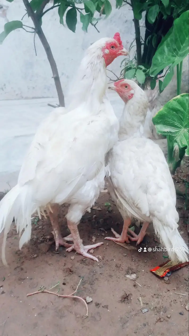 aseel Paperwhite hera pair — photo 4
