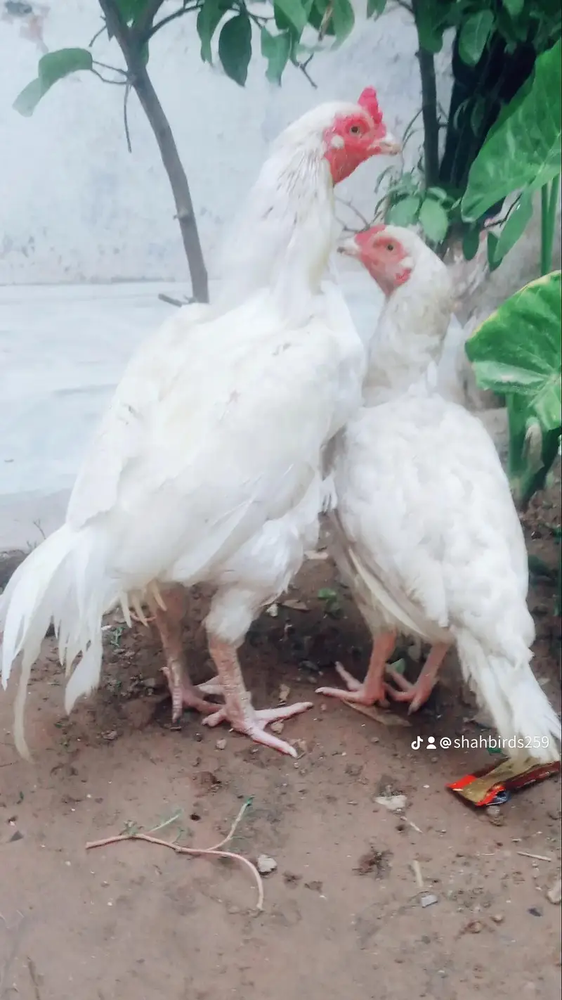 aseel Paperwhite hera pair — photo 5