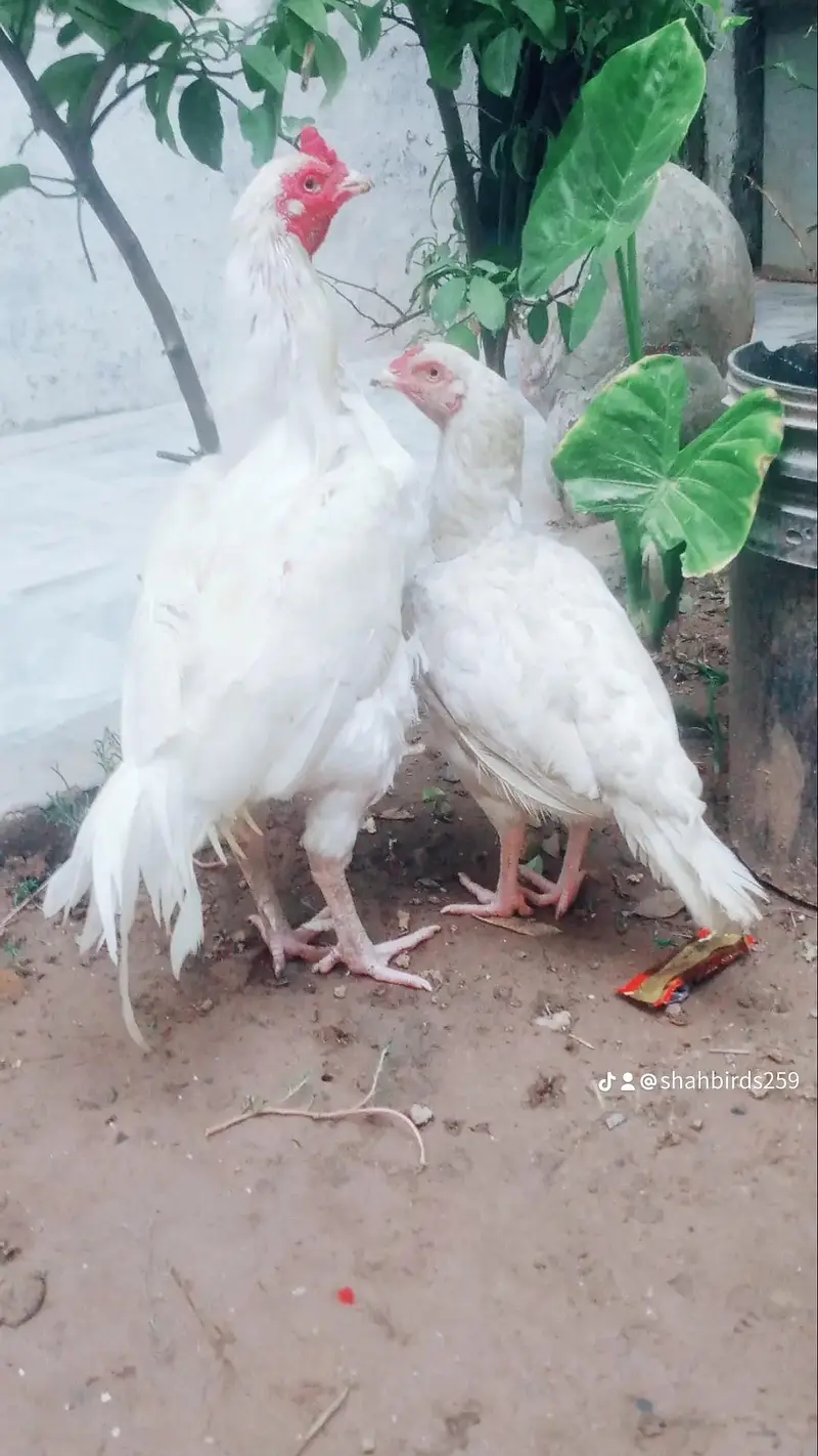 aseel Paperwhite hera pair — photo 7