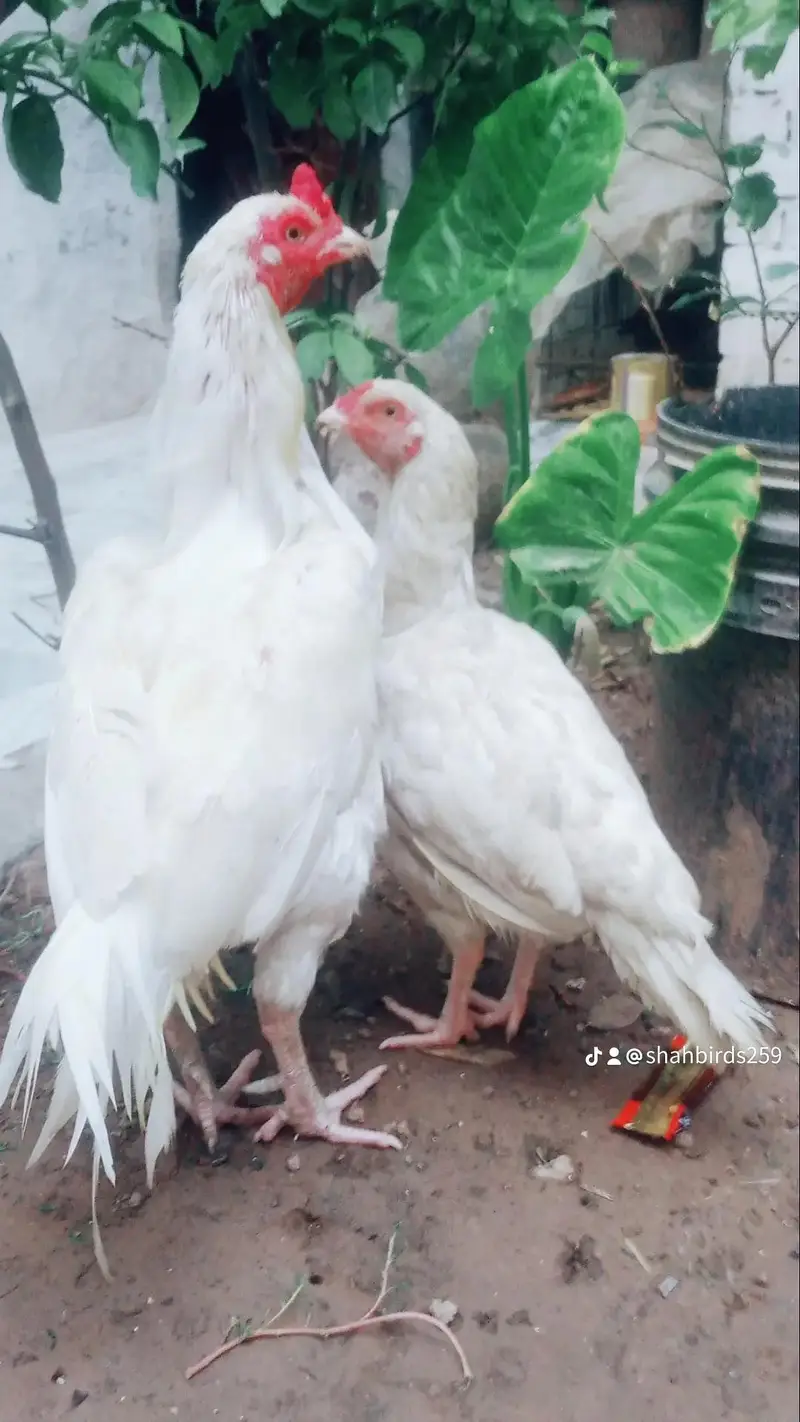 aseel Paperwhite hera pair — photo 8