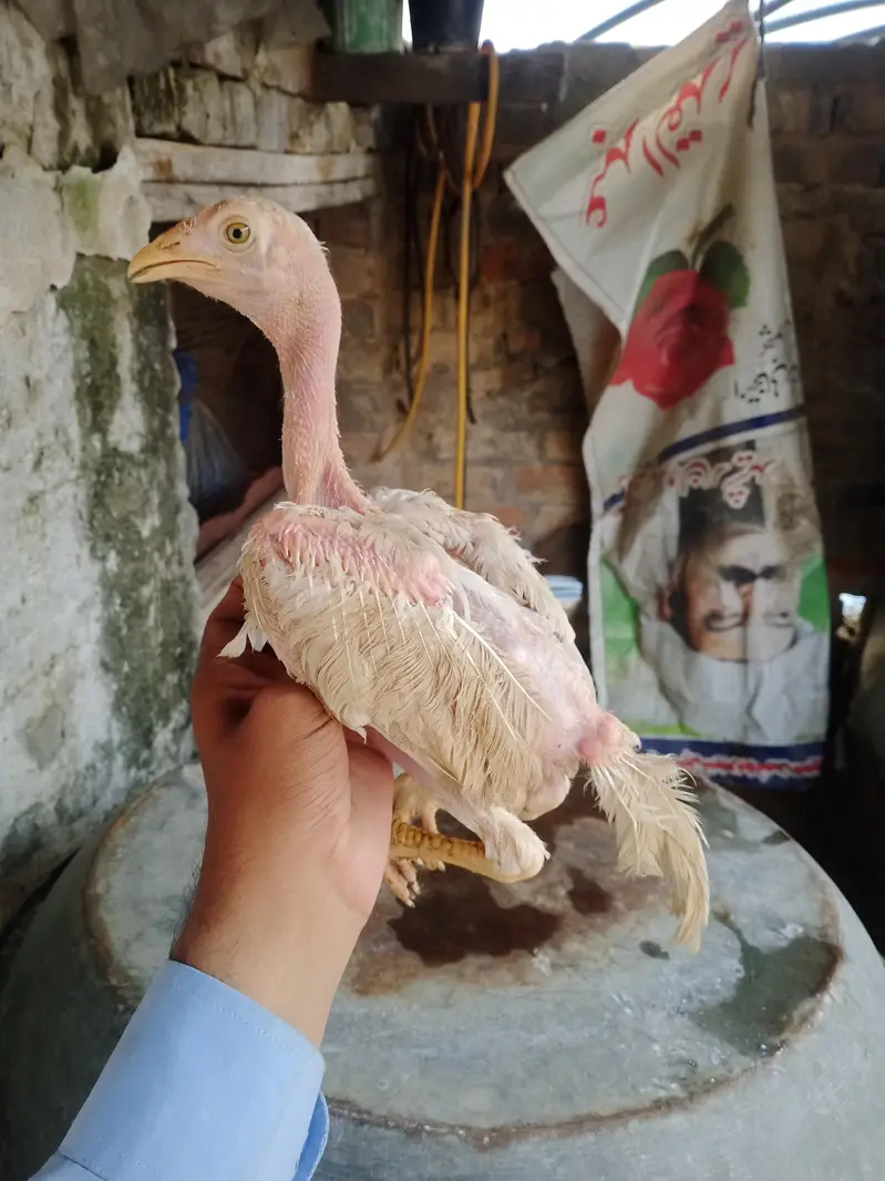 aseel patha for sale — photo 2