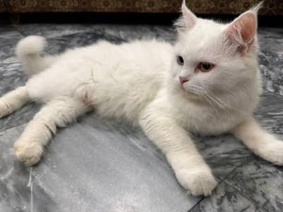 White Persian Cat