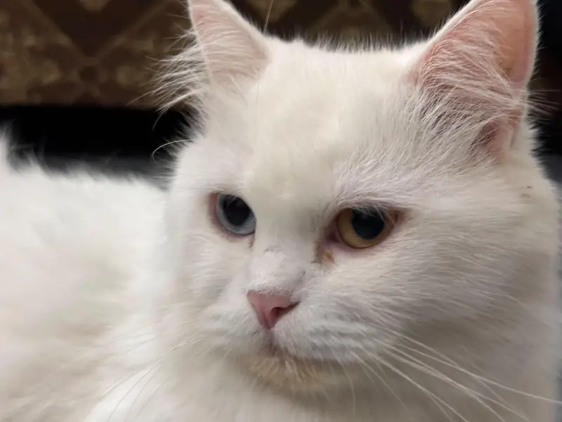 White Persian Cat — photo 2