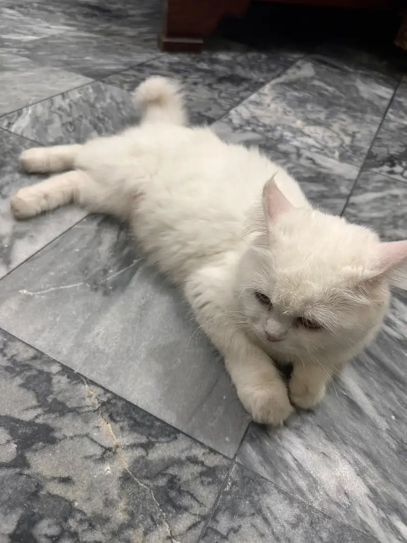 White Persian Cat — photo 3