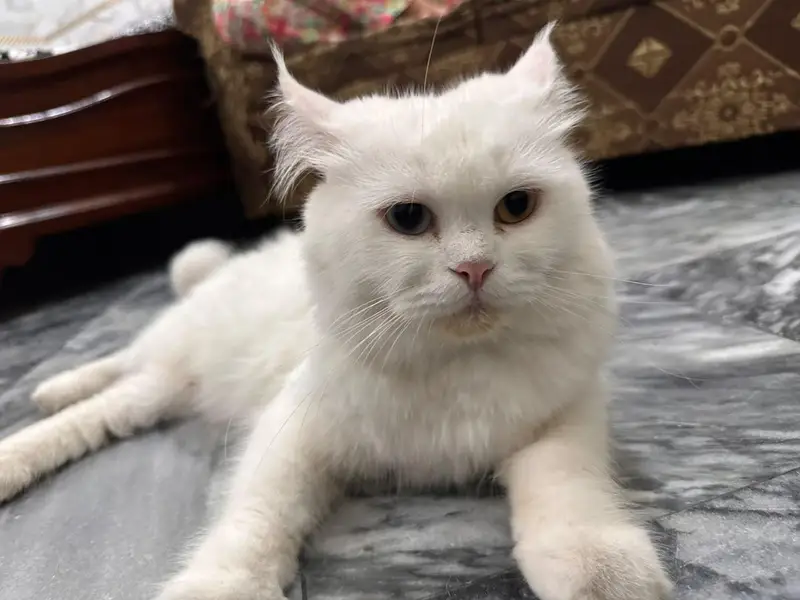 White Persian Cat — photo 4