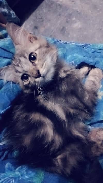 Persian cat,