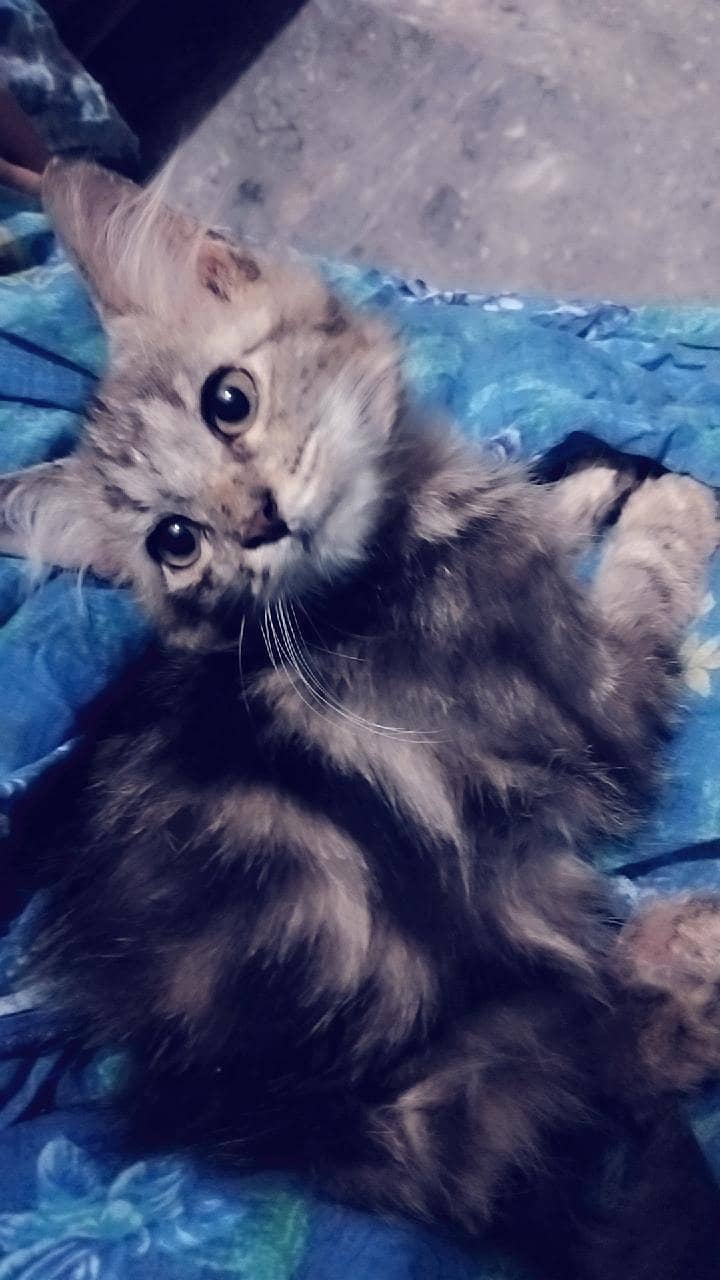 Persian cat, 0