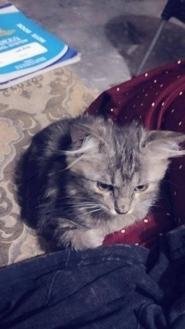 Persian cat, 2