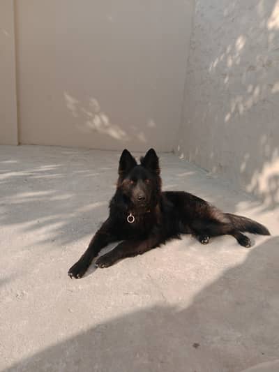 13 month old black German shepherd female available