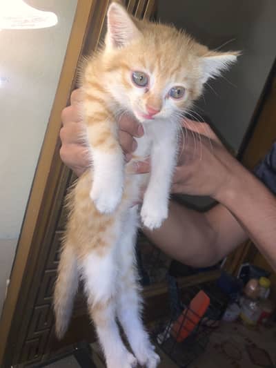 1 month cat 3 cats available same colours . pr pc 3000rs
