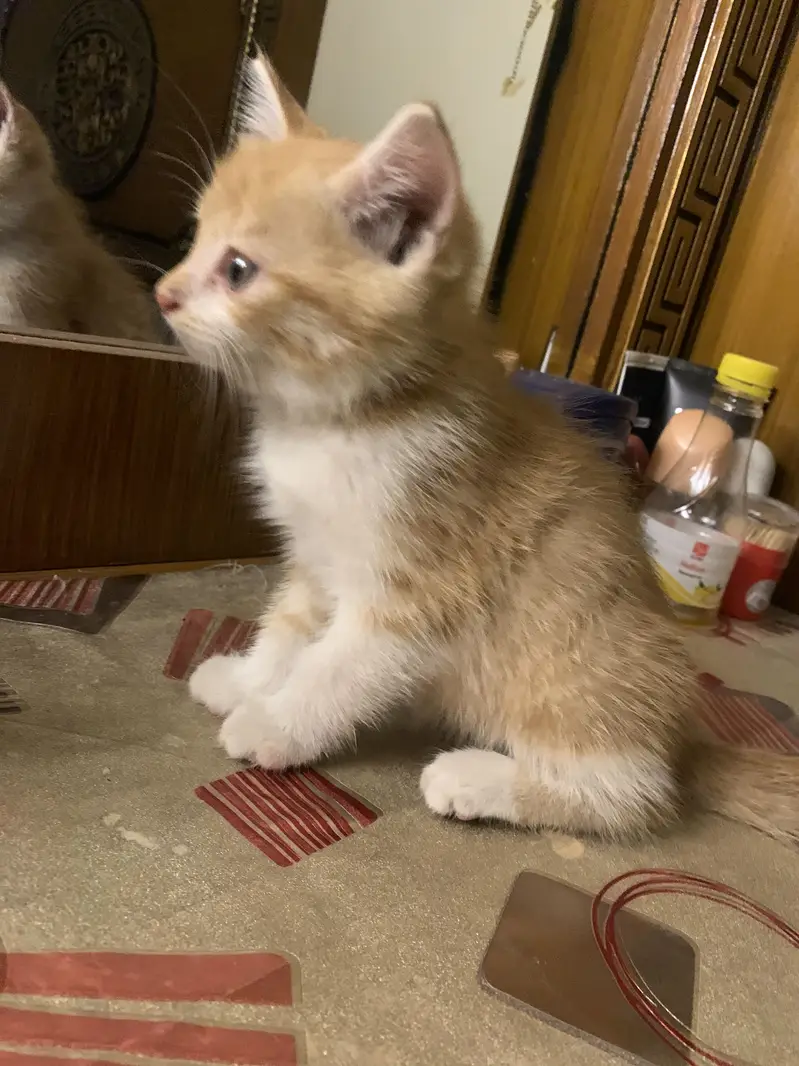 1 month cat 3 cats available same colours . pr pc 3000rs — photo 2