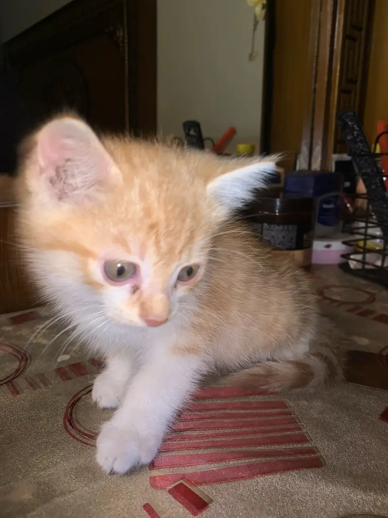 1 month cat 3 cats available same colours . pr pc 3000rs — photo 3