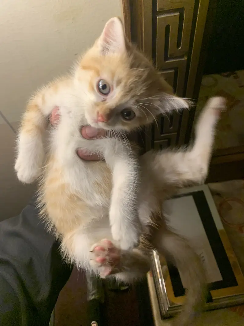 1 month cat 3 cats available same colours . pr pc 3000rs — photo 4