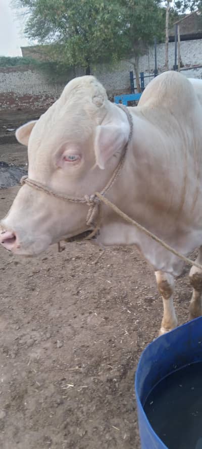 Nukra wacha for Eid 2027