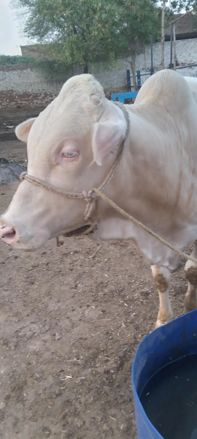 Nukra wacha for Eid 2027