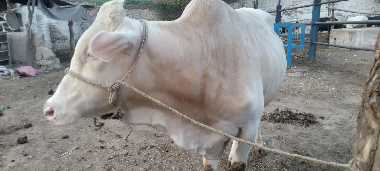 Nukra wacha for Eid 2027 — photo 2