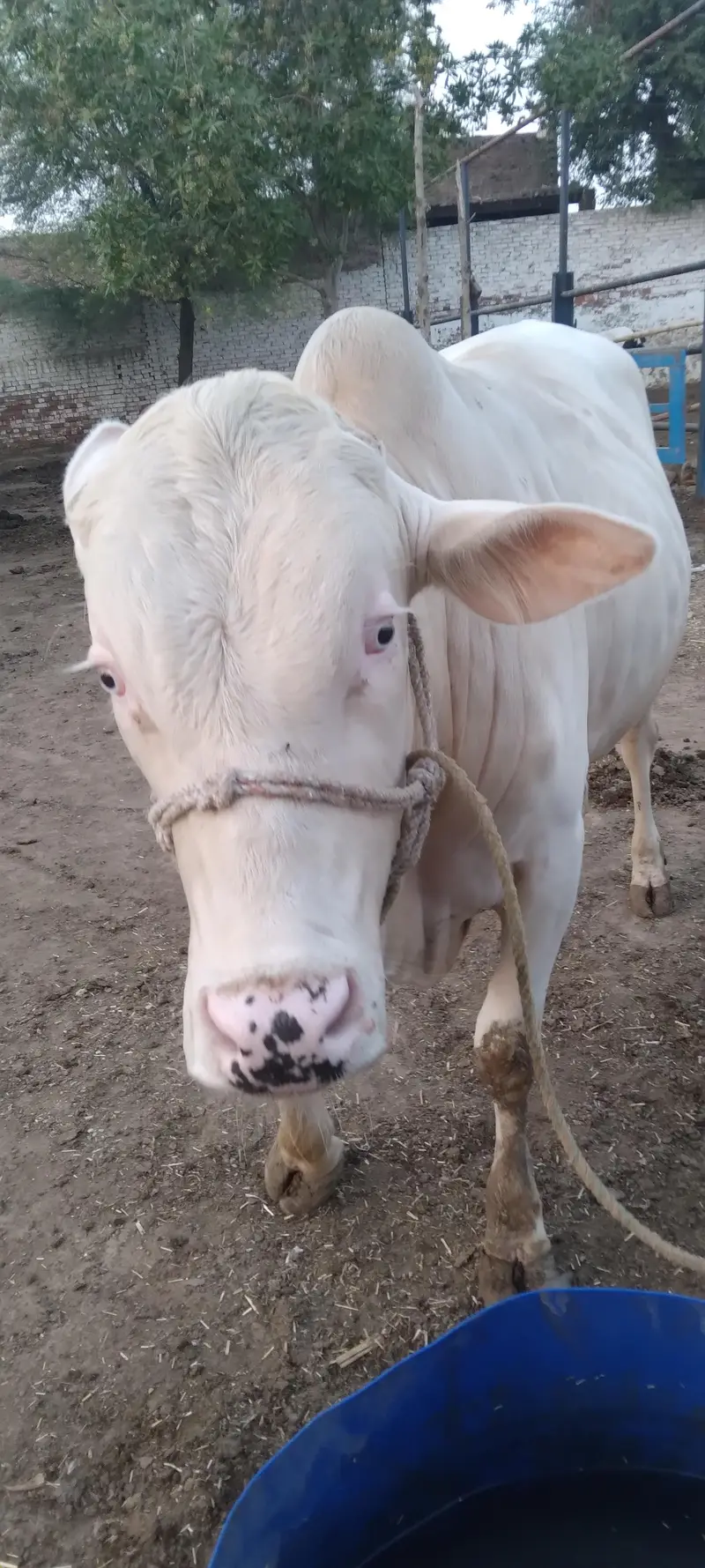 Nukra wacha for Eid 2027 — photo 3