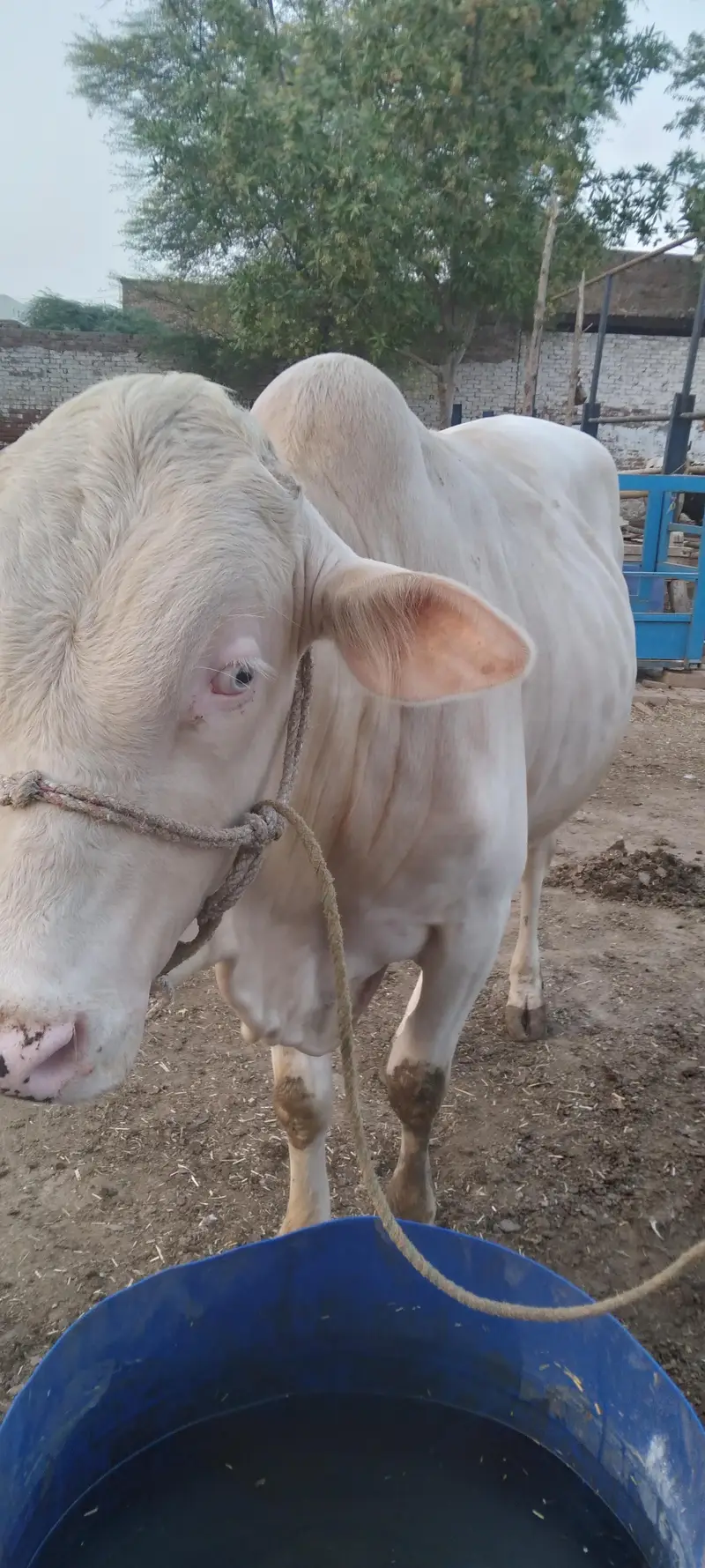 Nukra wacha for Eid 2027 — photo 4