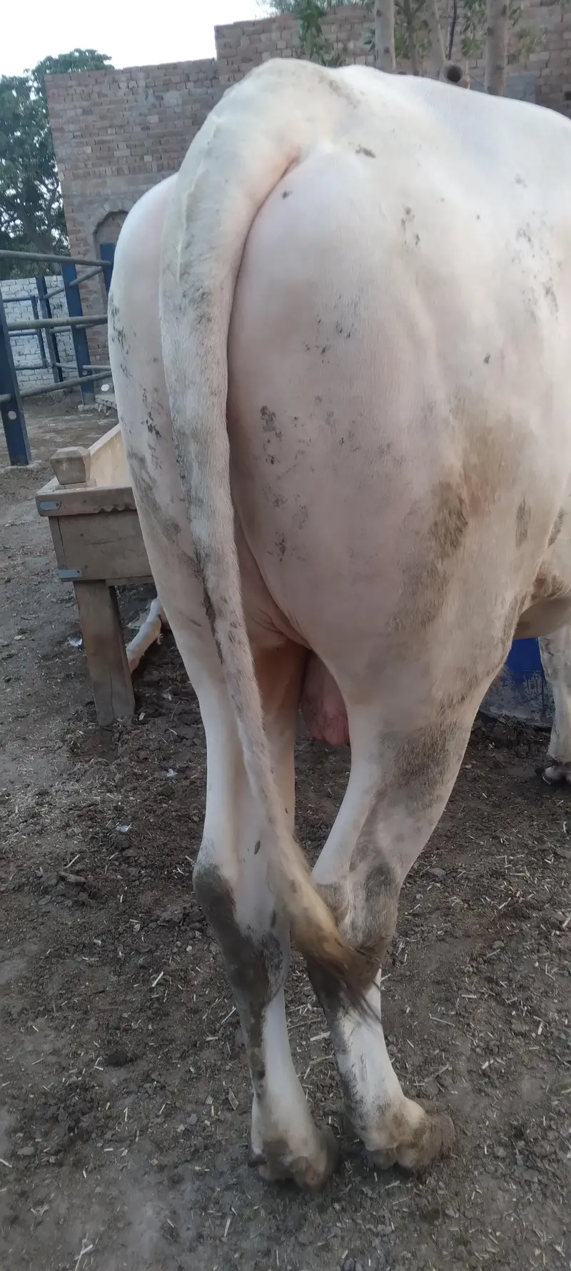 Nukra wacha for Eid 2027 — photo 5